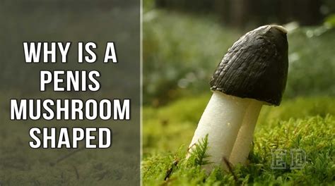 penis mushroom head|Odd reason penises are shaped like mushrooms